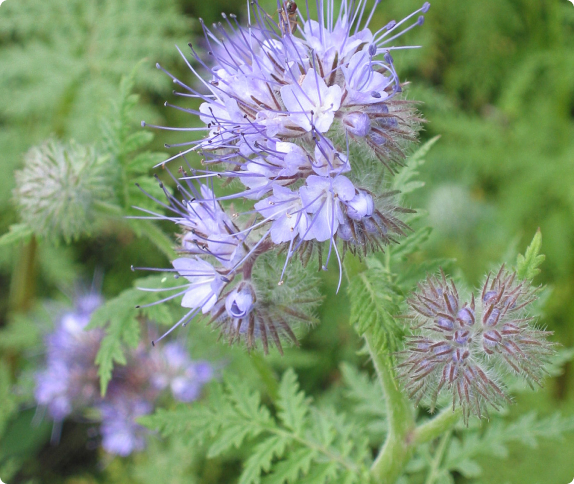 1000 Graines De Phacélie - Engrais Vert Permaculture - Plante Mellifère Pour Abeilles, Croissance Rapide, Enrichit Le Sol